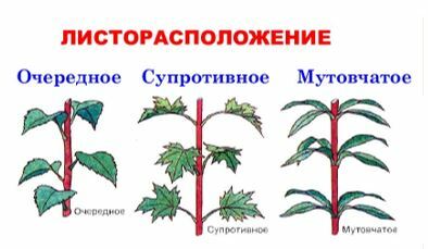 Какое листорасположение называют супротивным. Очередное листорасположение. Супротивное листорасположение. Типы листорасположения у растений. Мутовчатое листорасположение примеры.